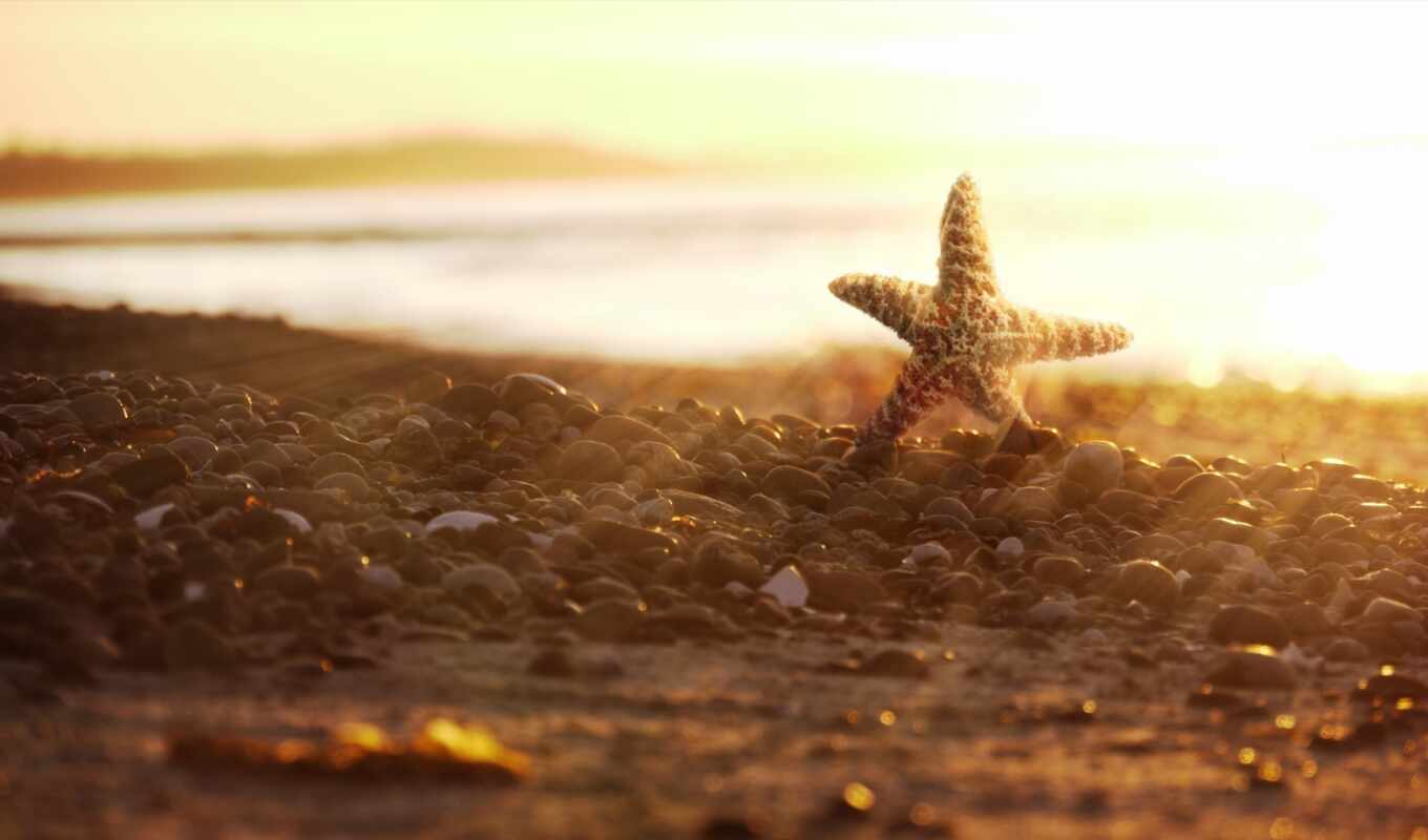 beach, sea, star, starfish