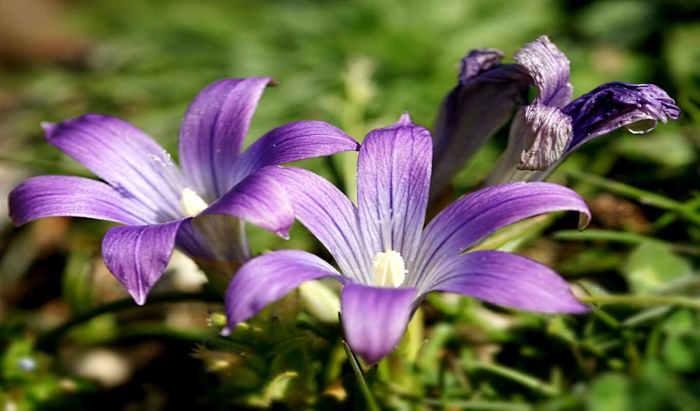 flowers, ligustics, Romulea