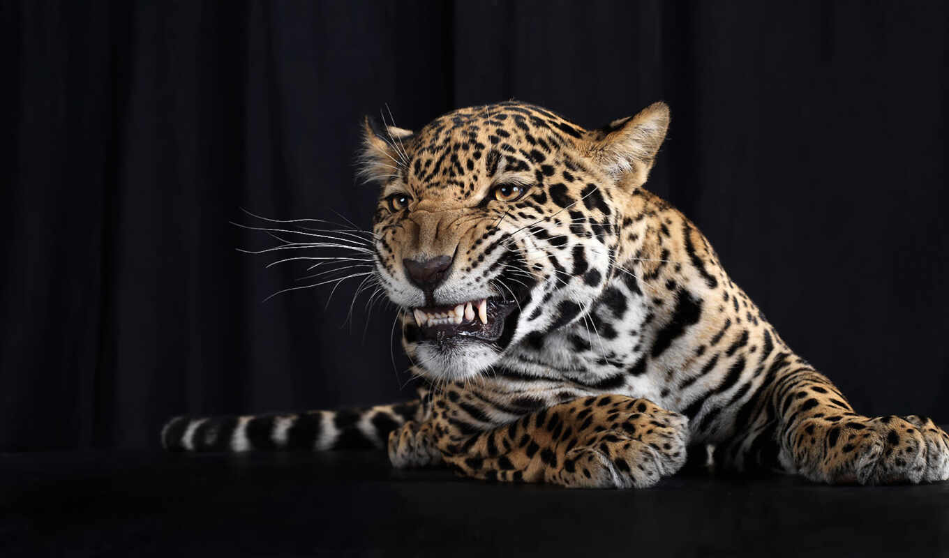 background, cat, leopard, jaguar