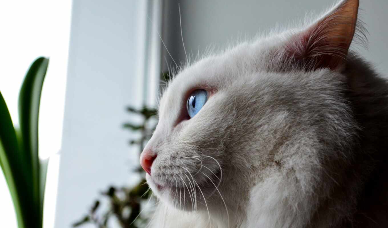 white, кот, cute, котенок, animal, domestic, piano, short, ветеринарный, ioboi