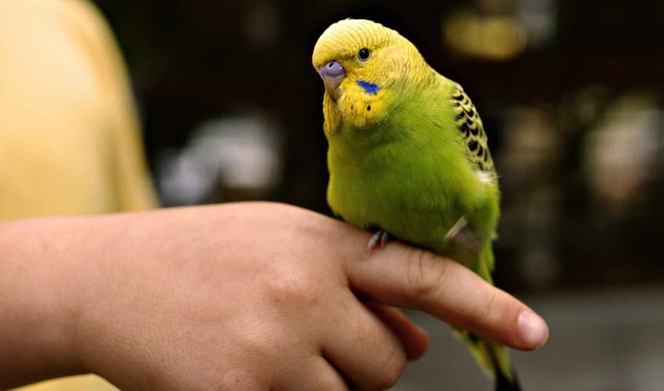 a parrot, i'm sorry, fast, wavy, arm