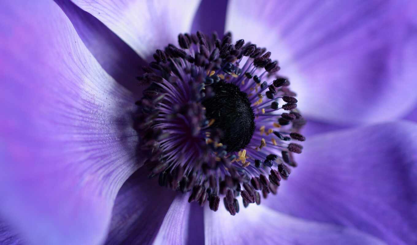 цветы, purple, растение