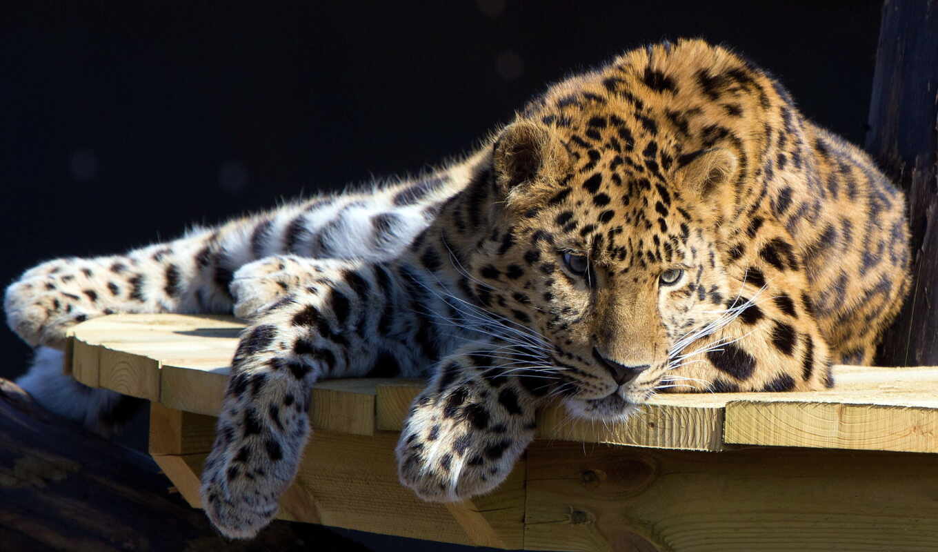 cat, big, amur, leopard, wild, animal, jaguar, panther