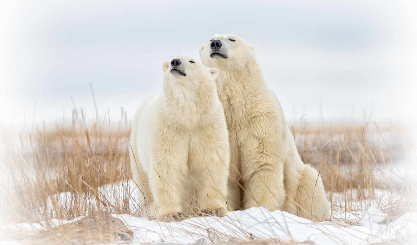 winter, пара, медведь, polar