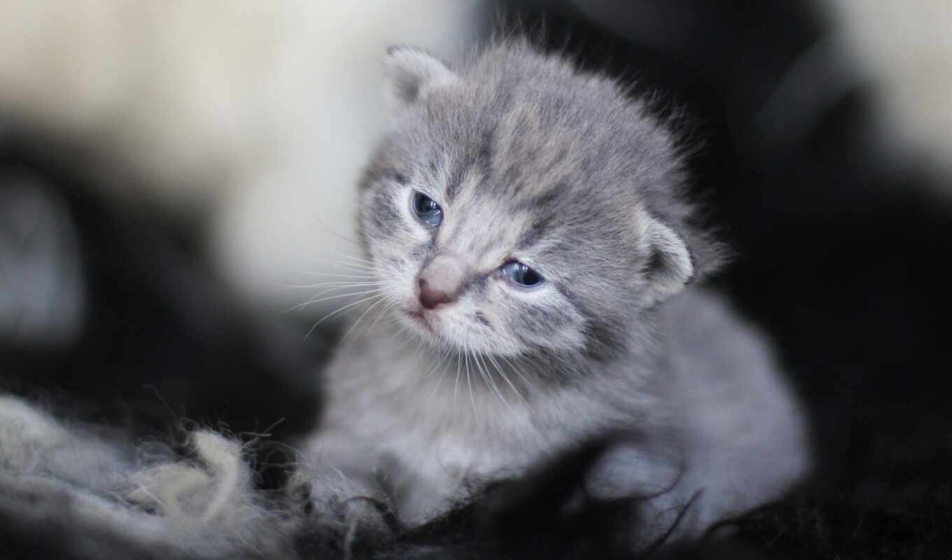 серый, кот, cute, котенок, animal, baby, small, пушистый