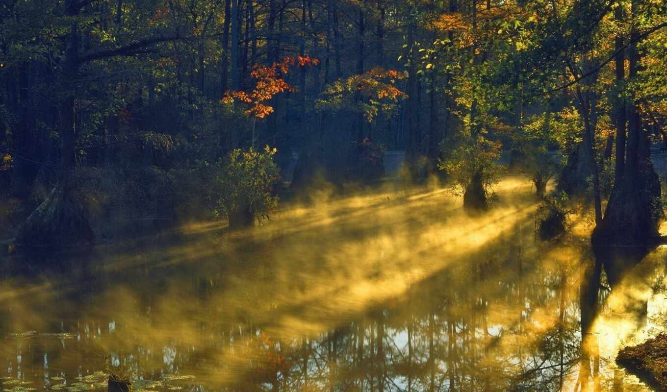 nature, sunrise, swamp