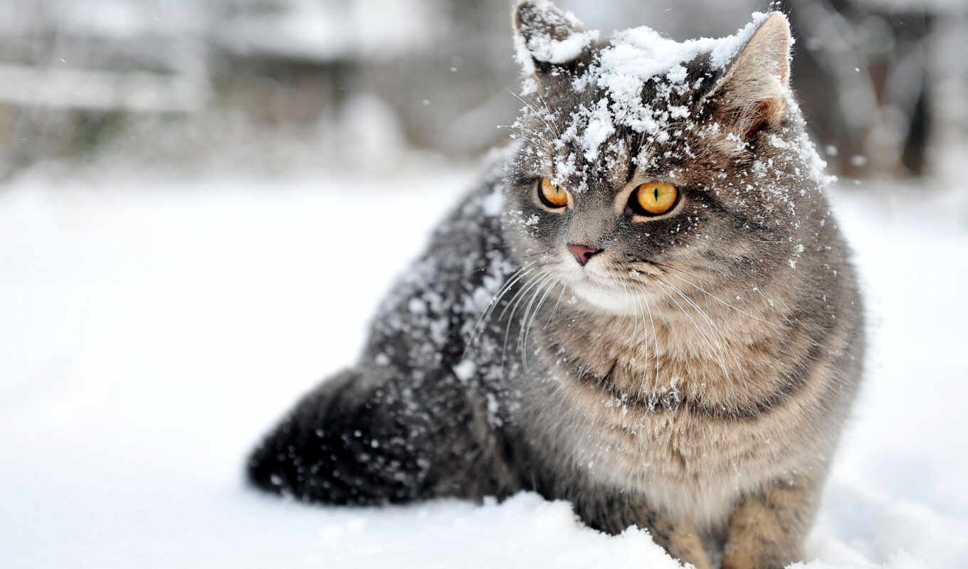 снег, winter, кот, кошки, снегу, дикая, zhivotnye, qapper