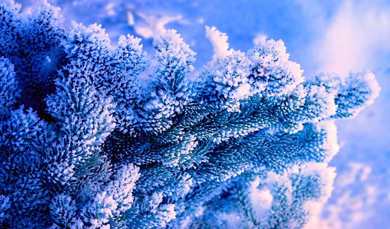природа, blue, иней, снег, winter, ёль