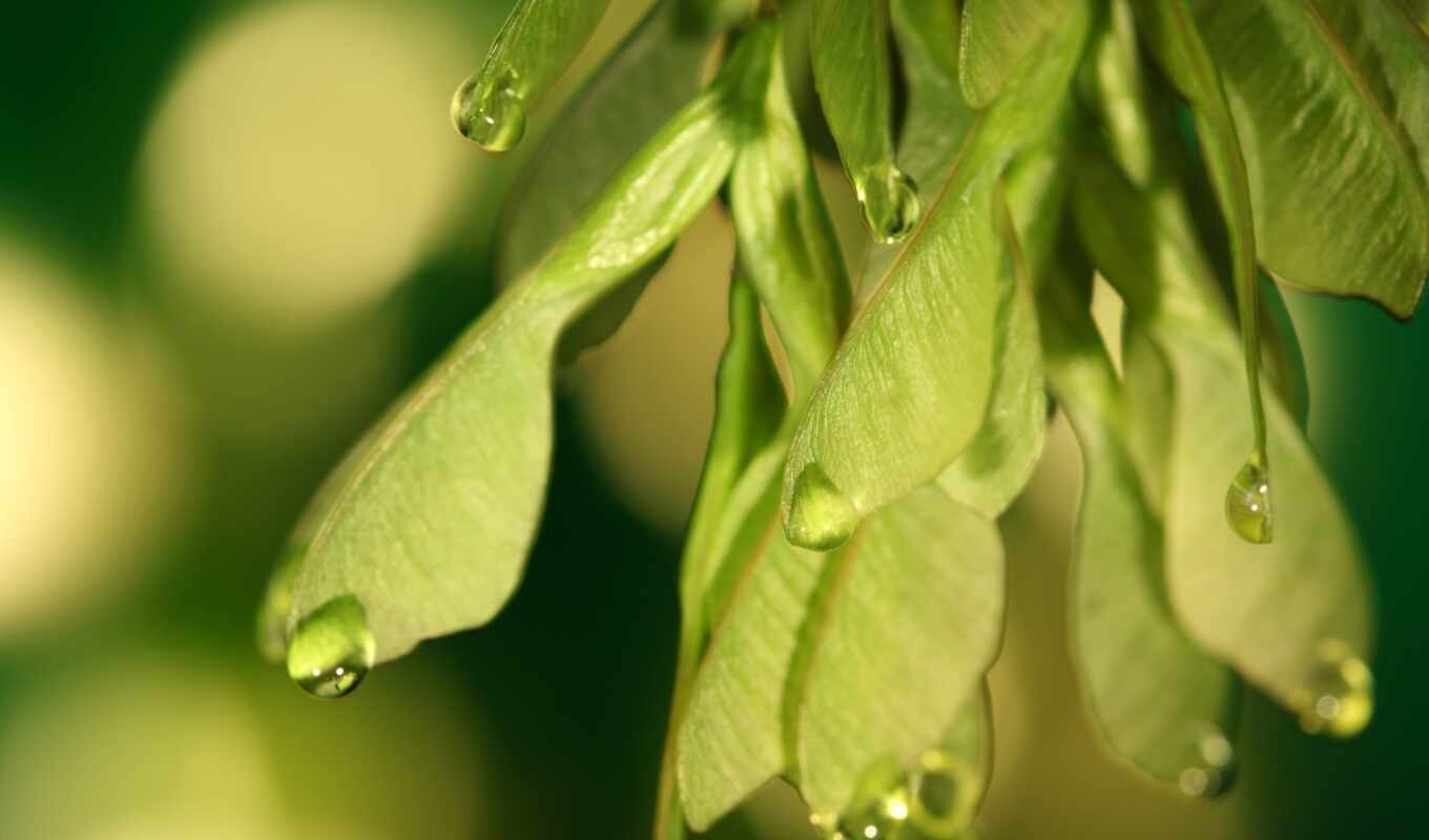 зелёный, oboi, photography, drops, семена, leaf, colibri