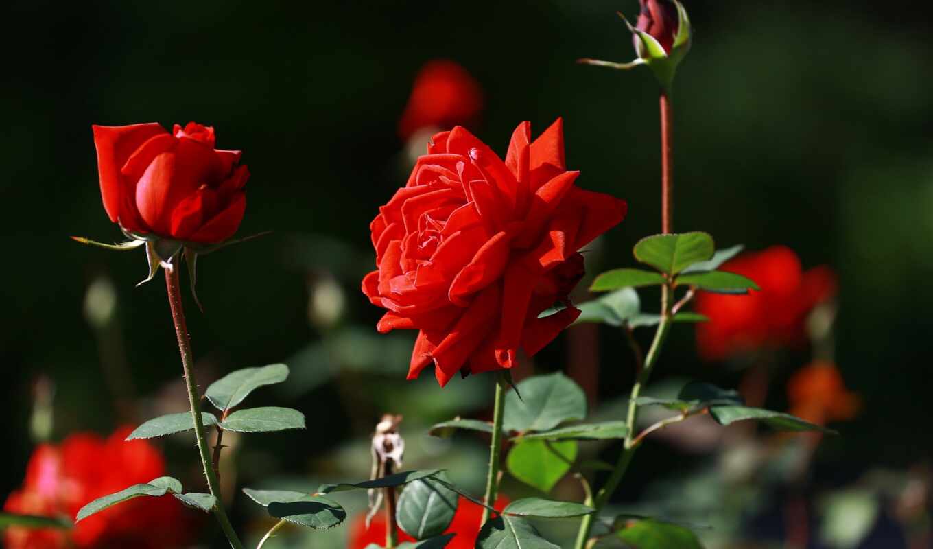 red, roses, garden