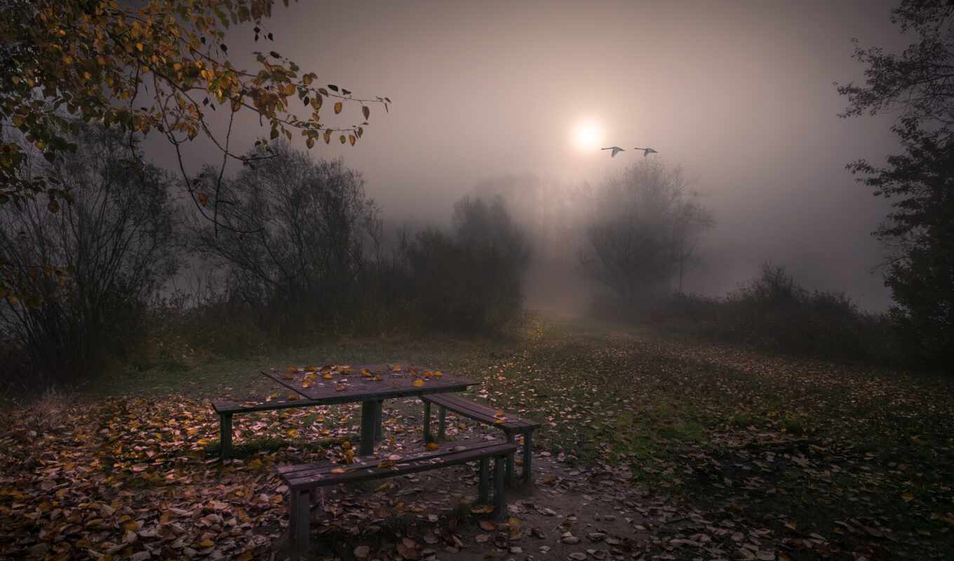 tree, night, evening, autumn, fog, bench