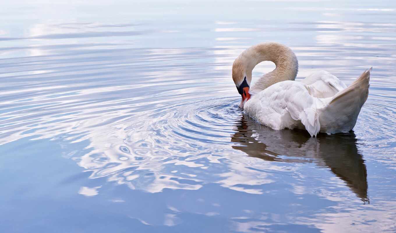 lake, water, bird, swan, mute