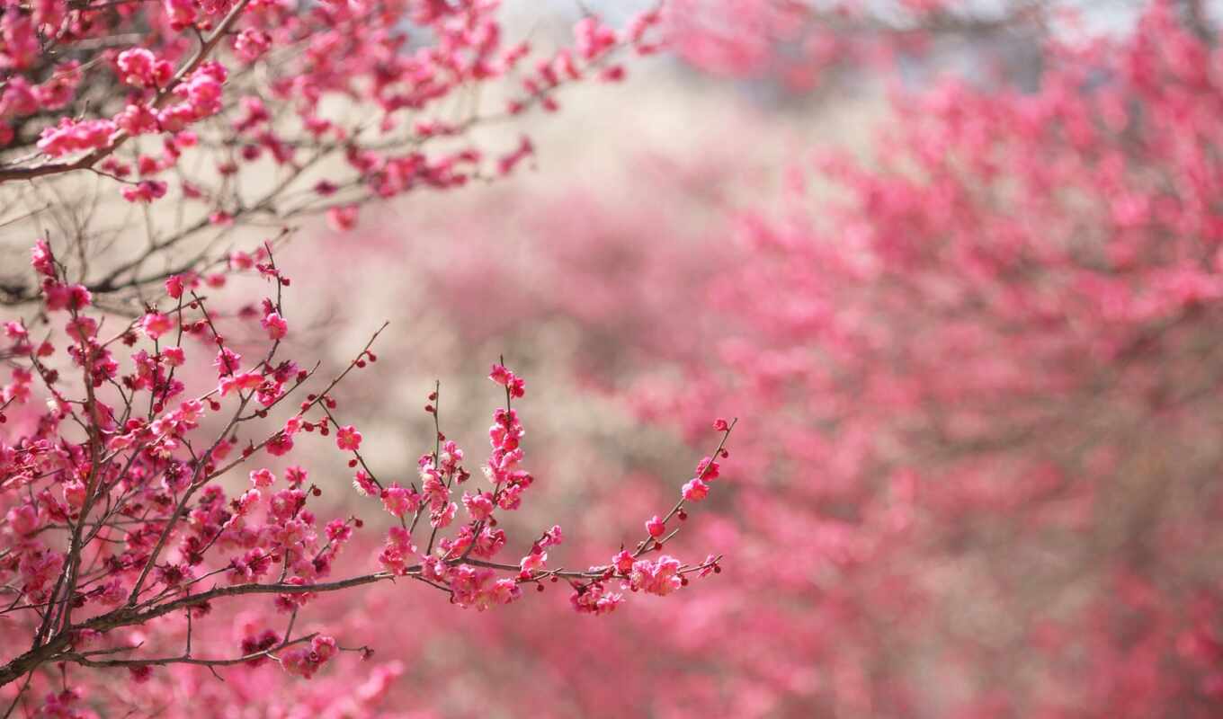 природа, цветы, лепестки, Сакура, japanese, cherry, розовый, branch, цветение, stunt, сакур