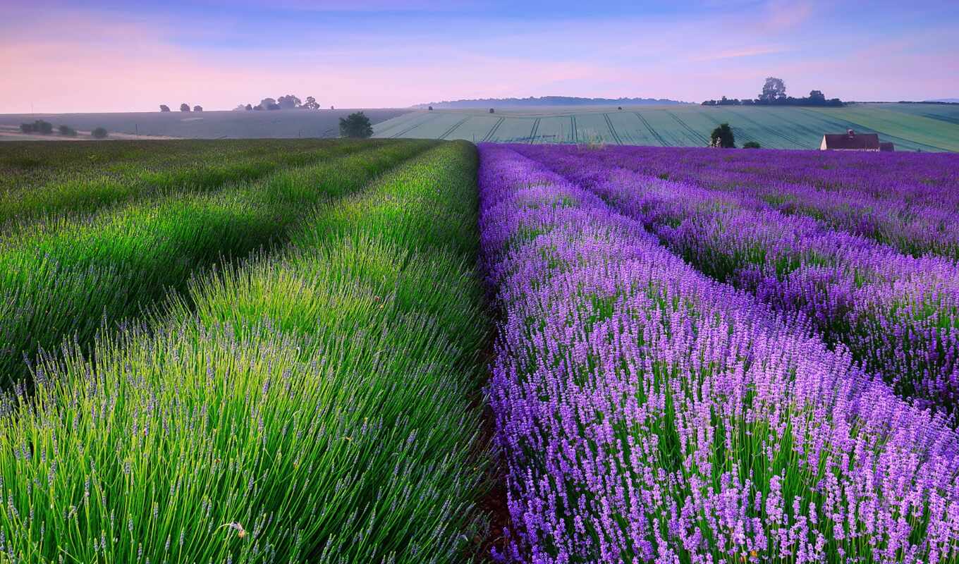 поле, lavender, funart