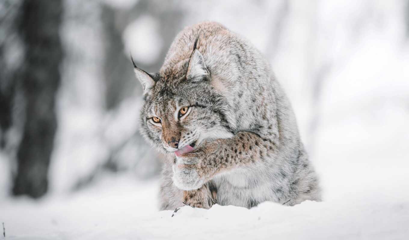 snow, cat, animals, wild, lynx