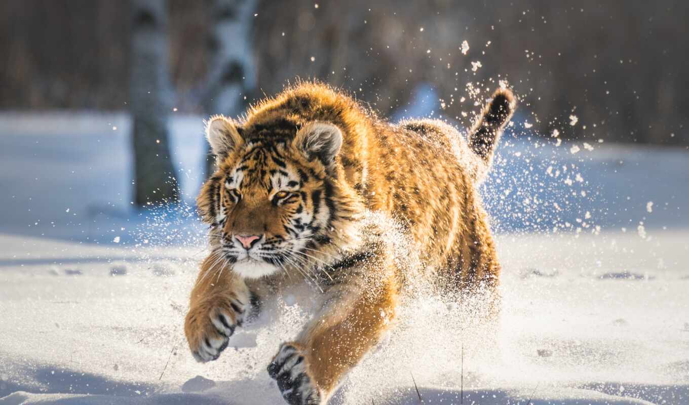 снег, winter, кот, биг, тигр, animal, run, млекопитающее