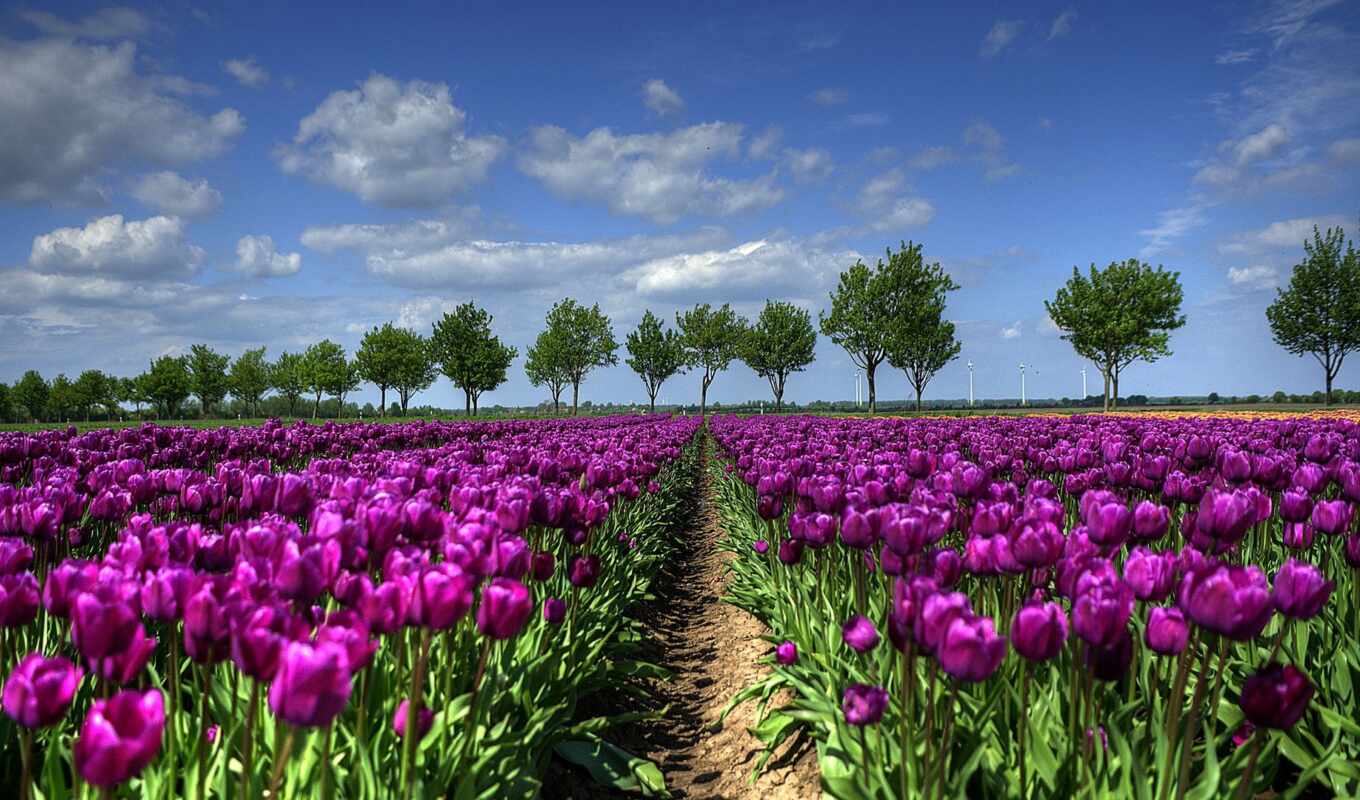 природа, цветы, дерево, purple, поле, весна, тюльпан, holland