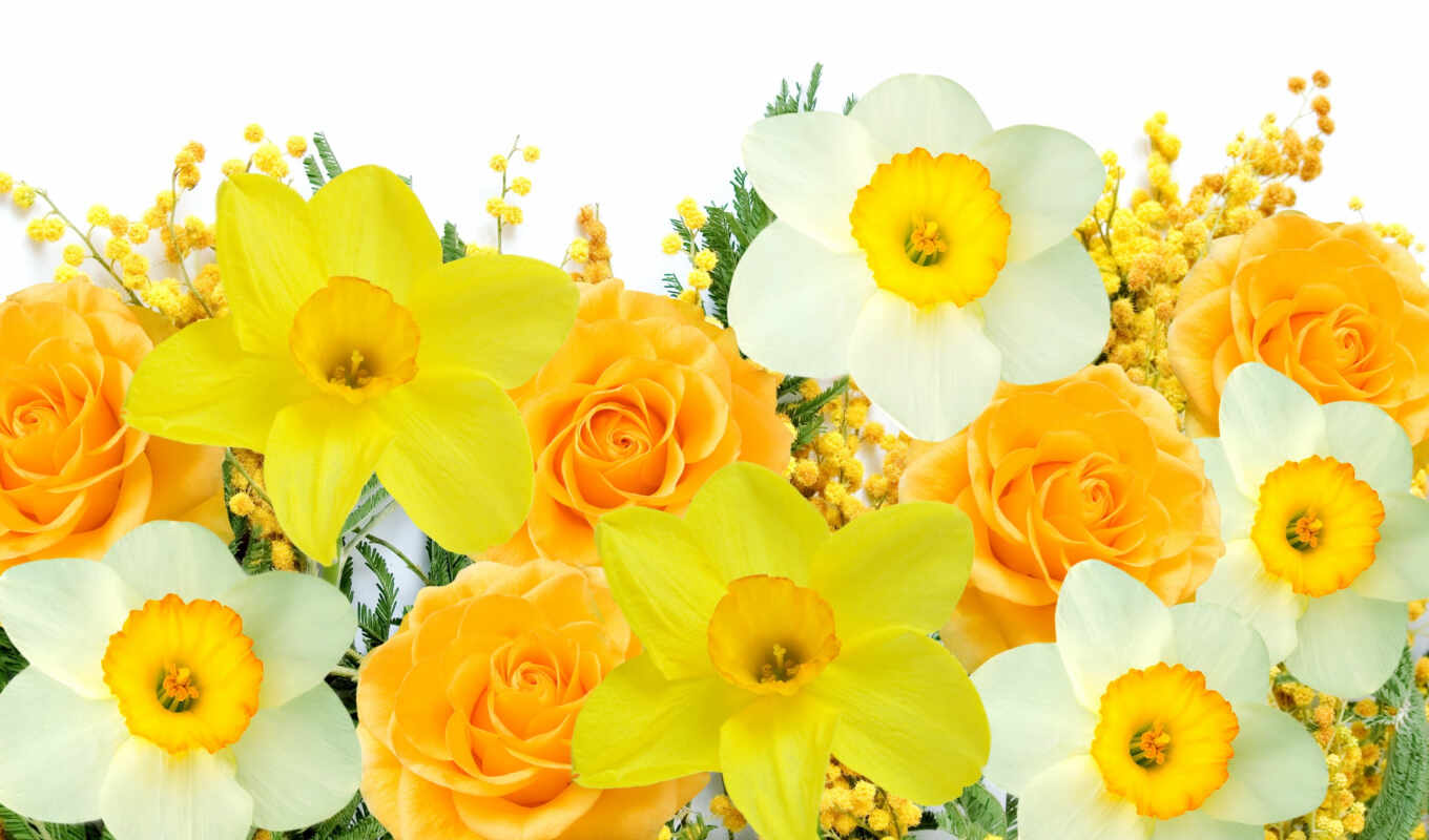 цветы, white, flowers, весна, yellow, марта, тонкий, нарциссы, мимоза, mimosa