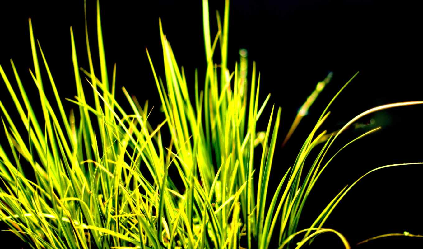 зелёный, трава, поле, теги, dark, контрастность, газон
