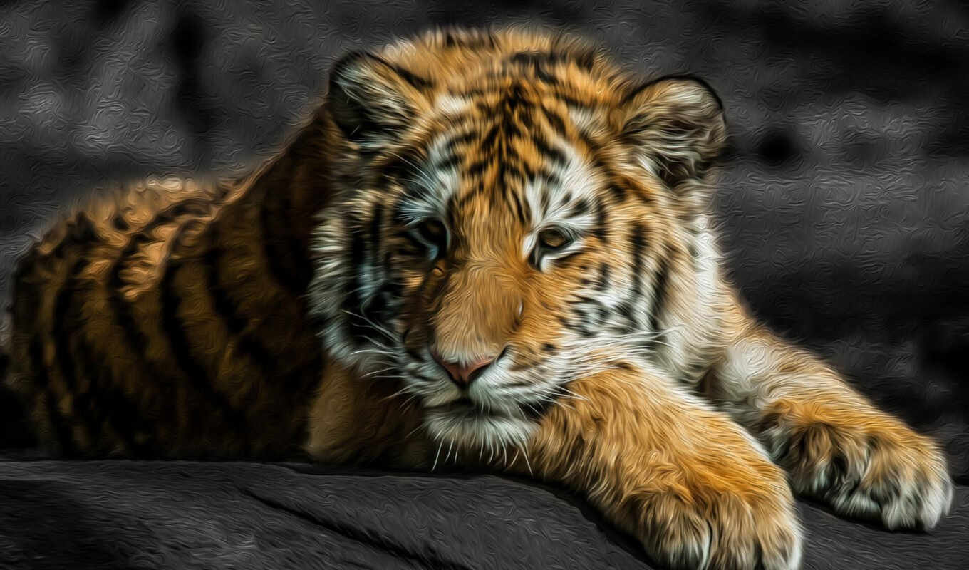 beautiful, big, big, tigers, cats, animals, animals, tigers, zhivotnye, comments