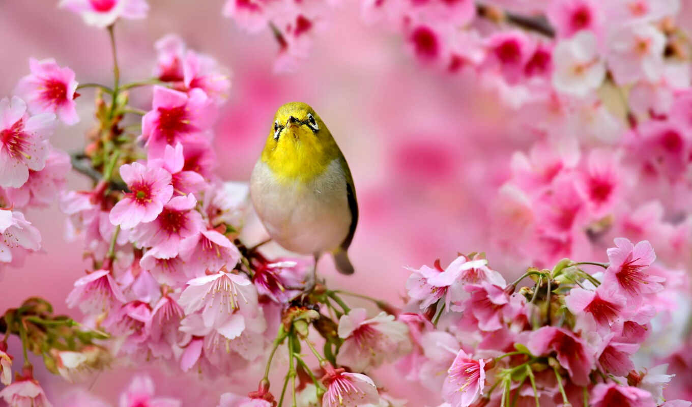 природа, дерево, Сакура, сидит, весна, cvety, птицы, птичка, белоглазка, понская