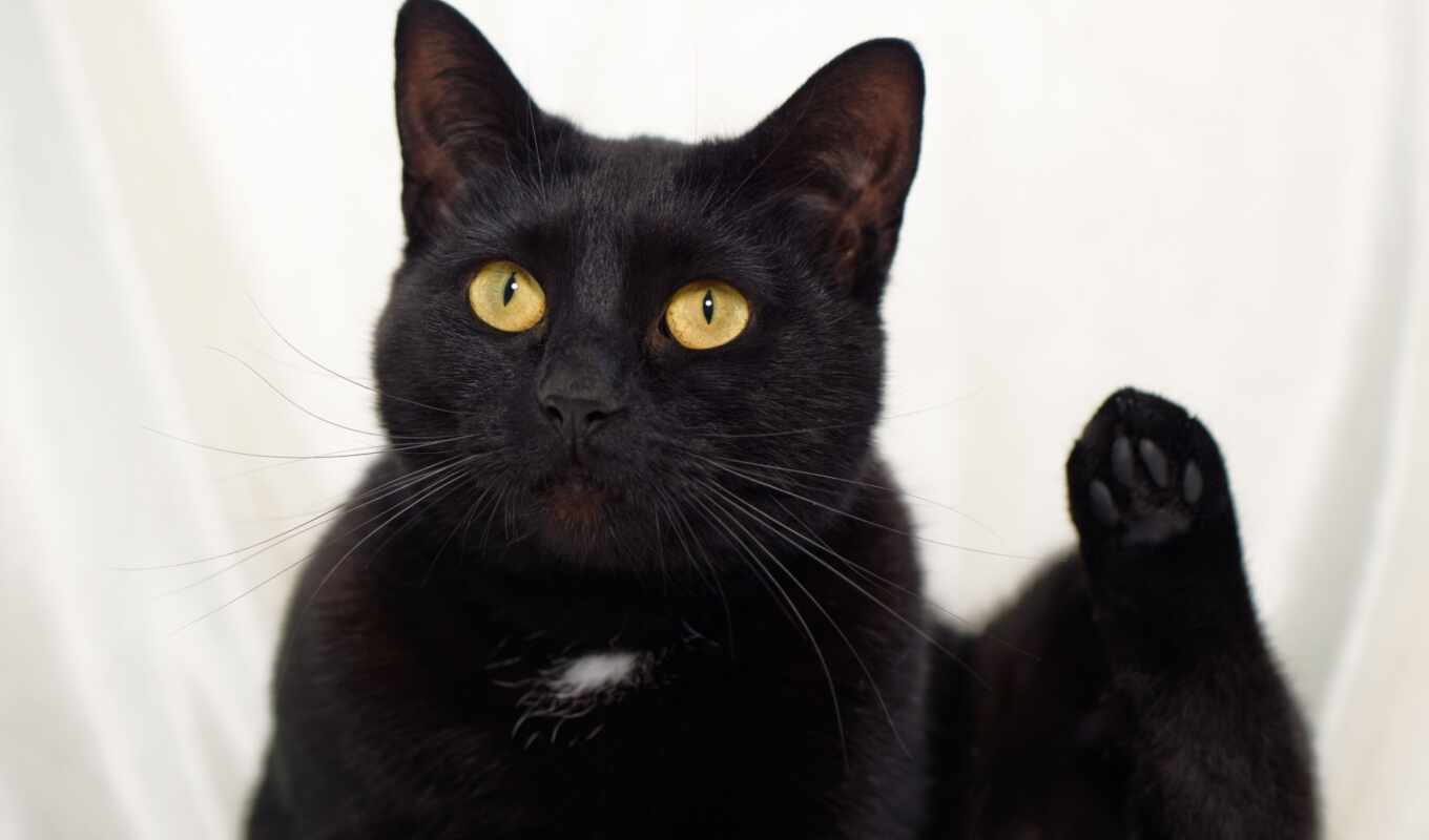 фото, black, глаз, черная, кот, коты, animal, yellow