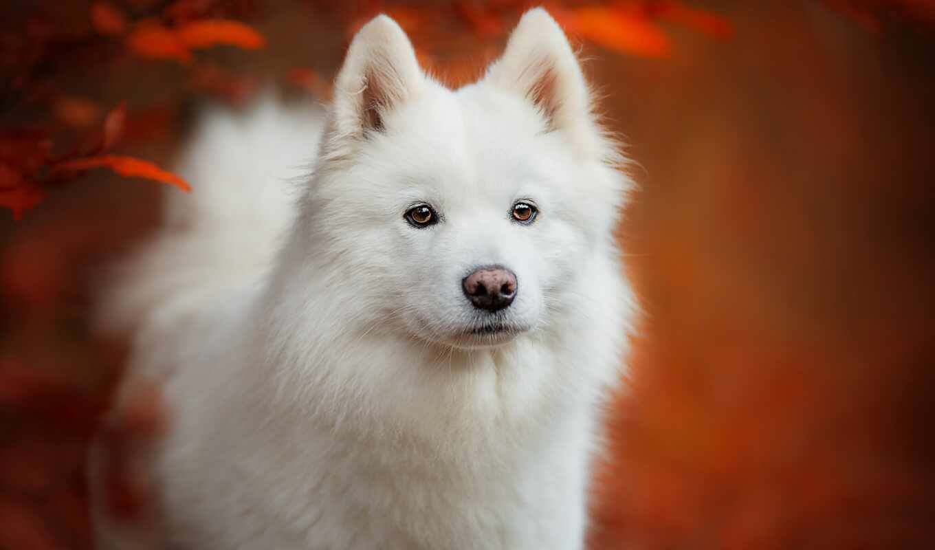 white, japanese, собака, шпиц, samoyed