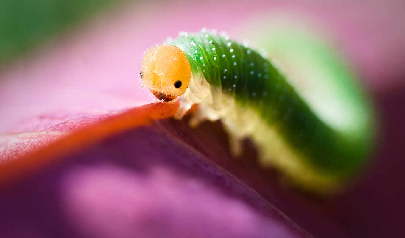 green, green, insect, lilac, caterpillar