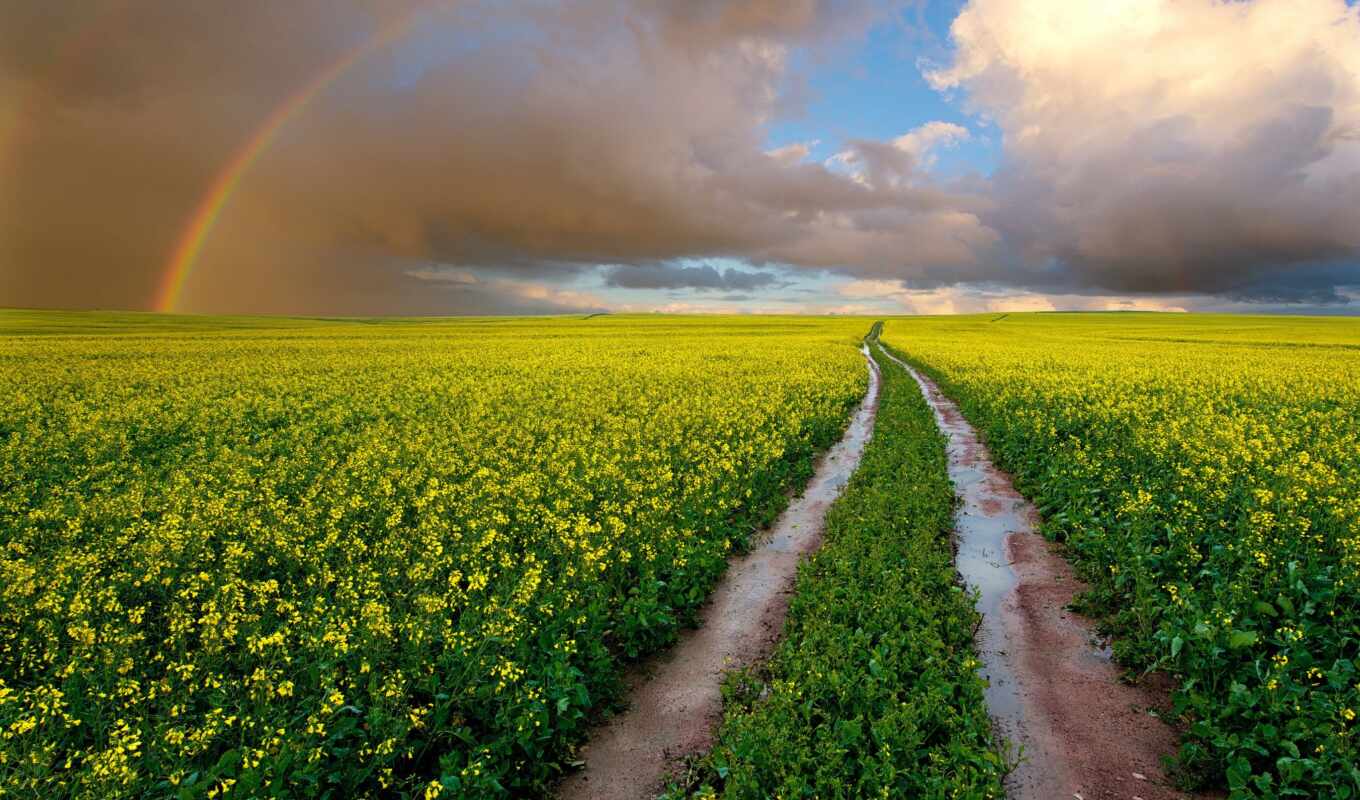 небо, цветы, радуга, дорога, поле, african, мокрая, полем, южная, oblaka, рапс