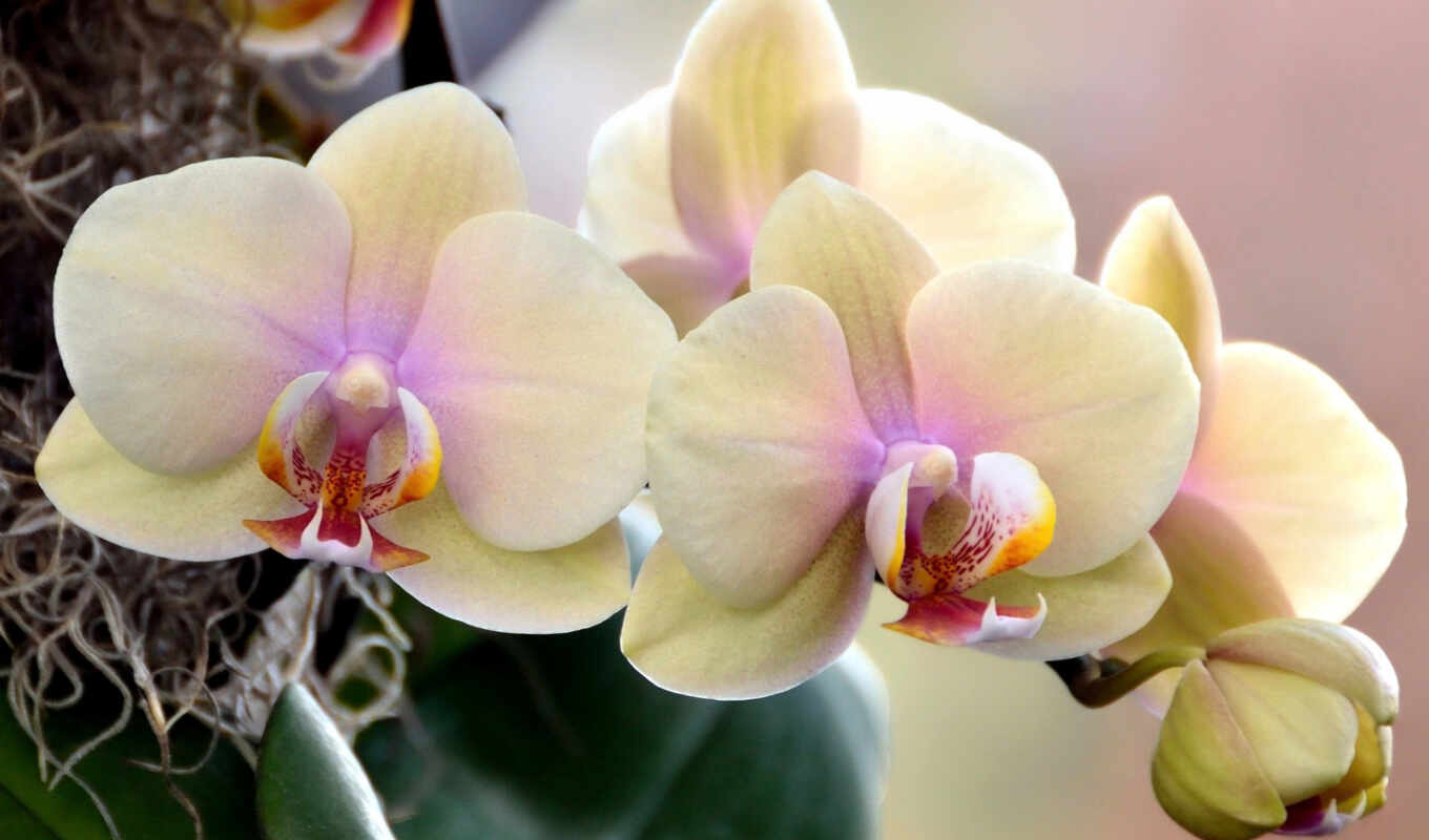 орхидеи, цветущие, цветов