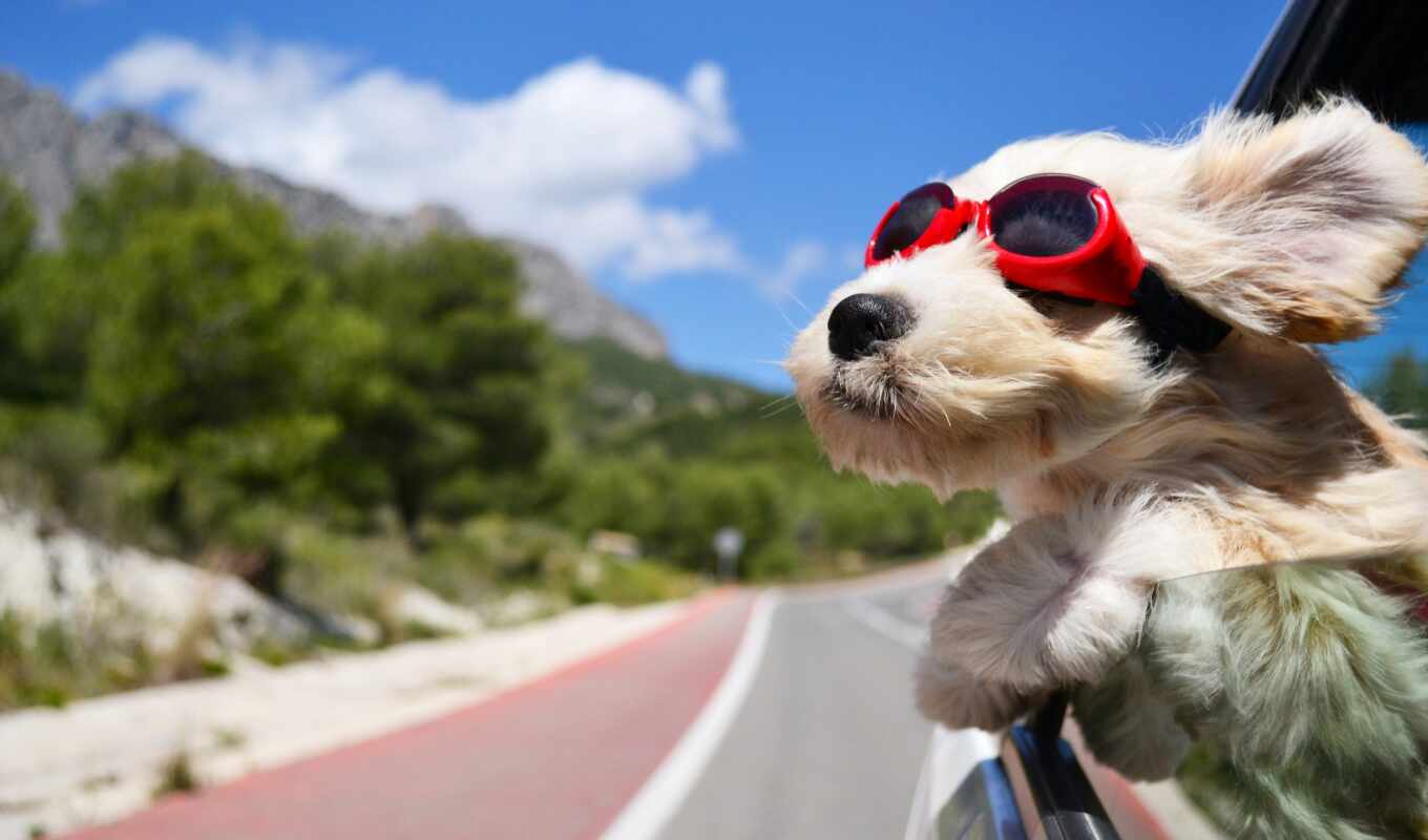 окно, собака, очках, ветер, собаки, морда, автомобиля, окна, машины