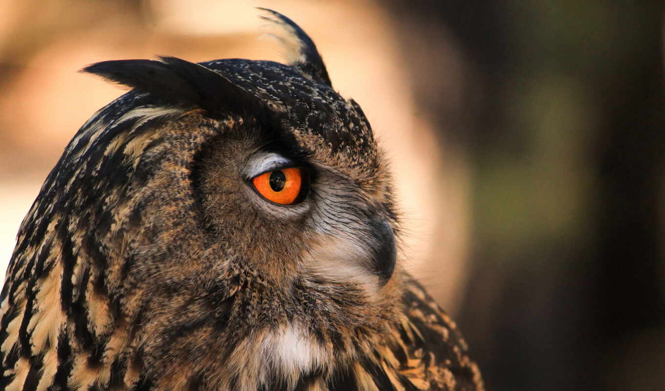 profile, owl, bird