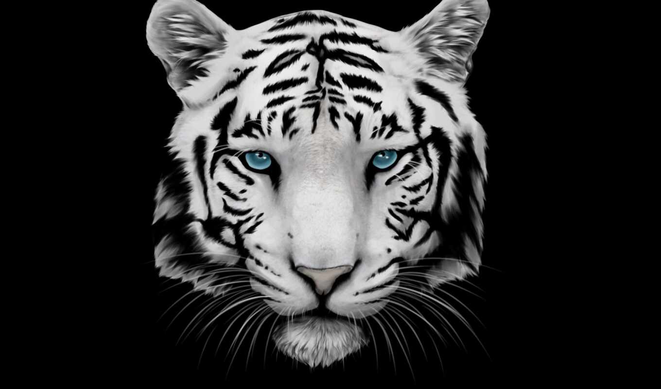 white, фон, fond, тигр, tigre, blanc