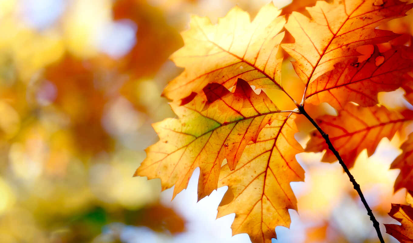 природа, лист, дерево, осень, прочитать, side, color, yellow, цитатник, тематика