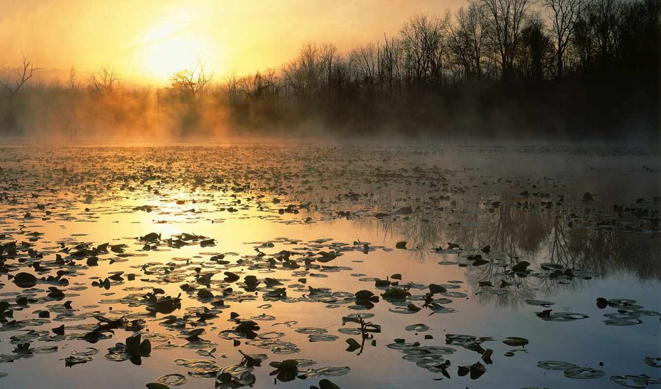 sunset, spring, pond, river, swamp