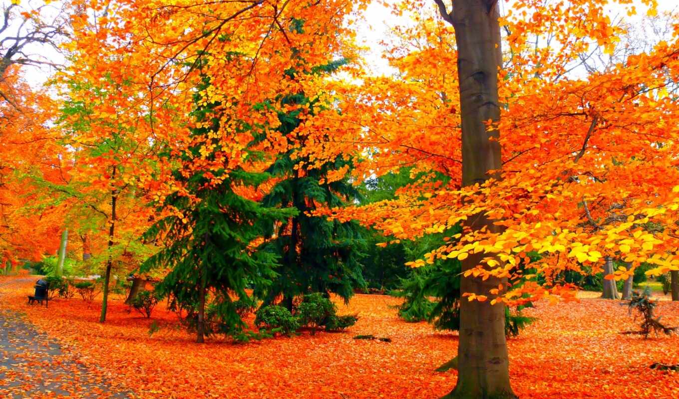 nature, last, autumn, dnee, saifulla