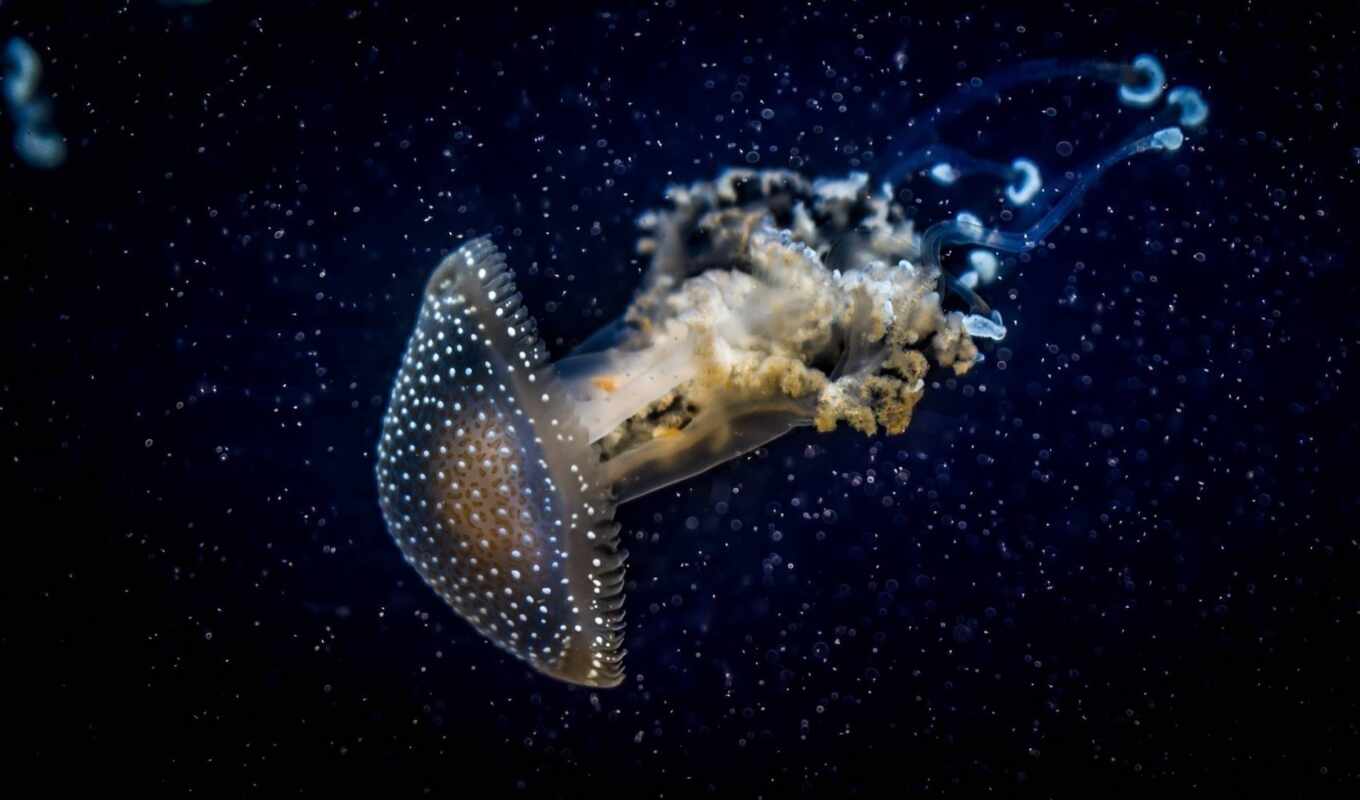 jellyfish, underwater, meduza