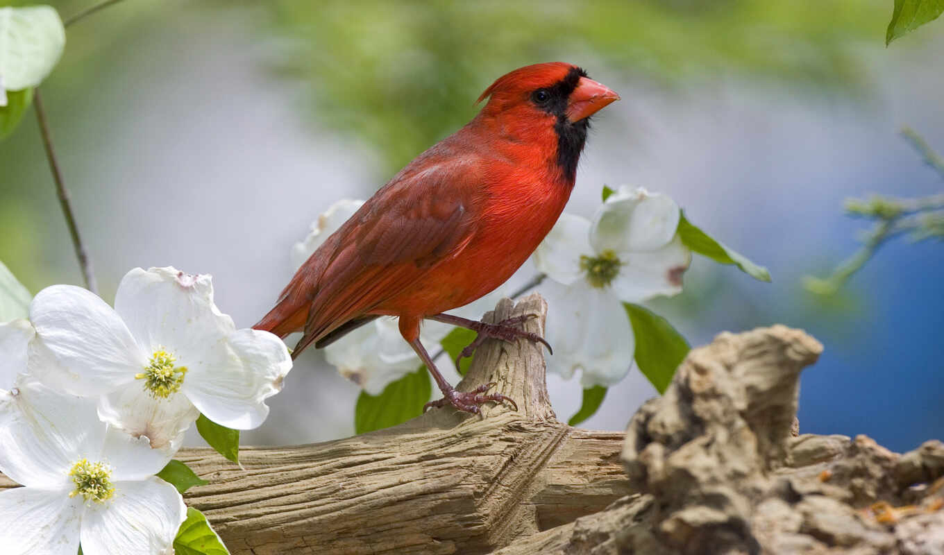flowers, red, bird, branch, animal, spring, Cardinal
