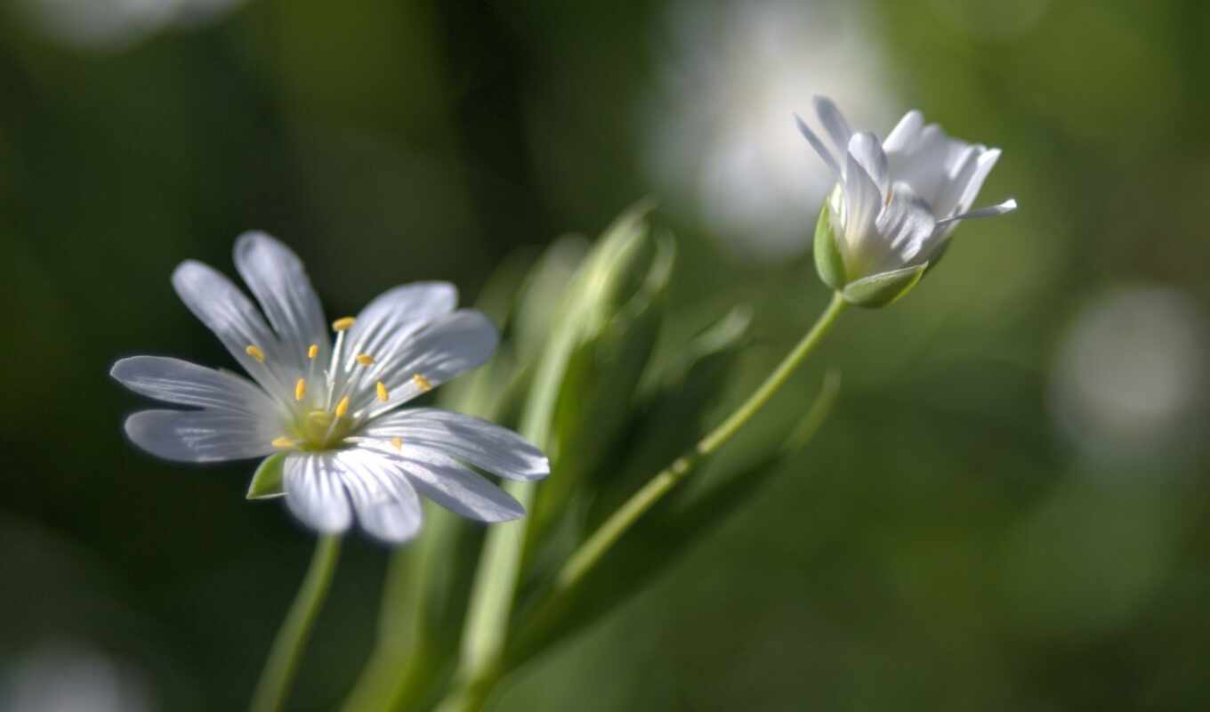 flowers, white, macro, bokeh, spring