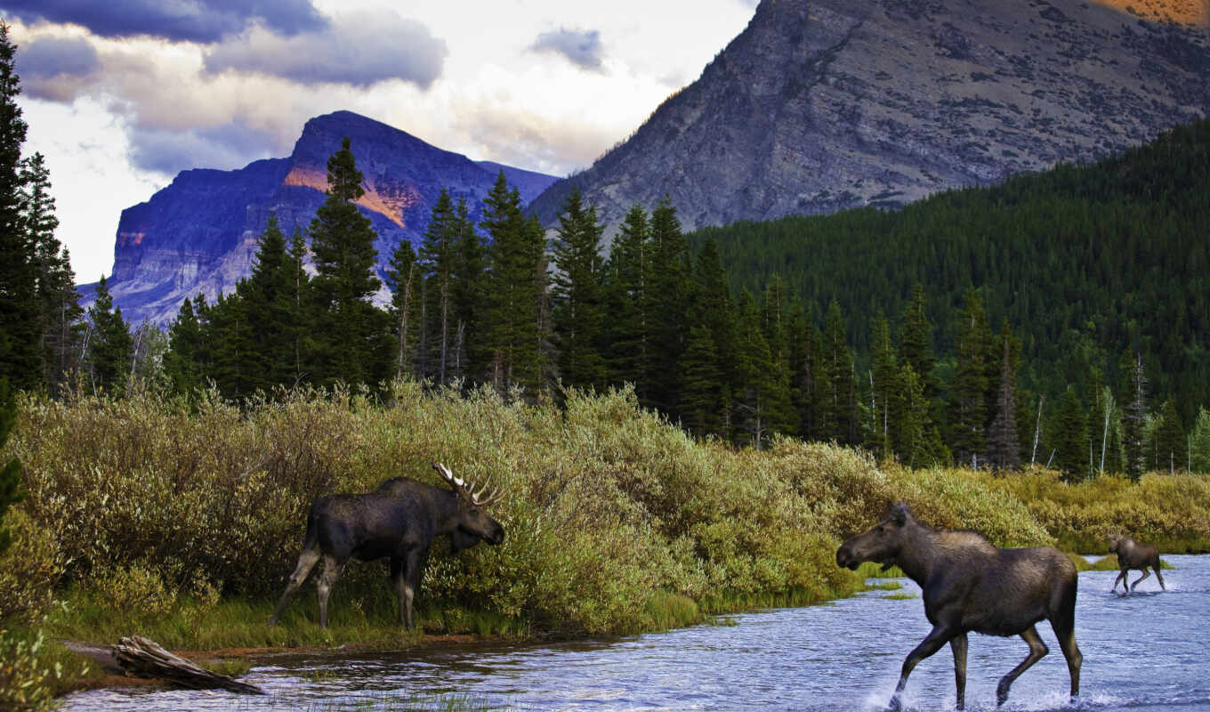 nature, page, moose, picture, subject