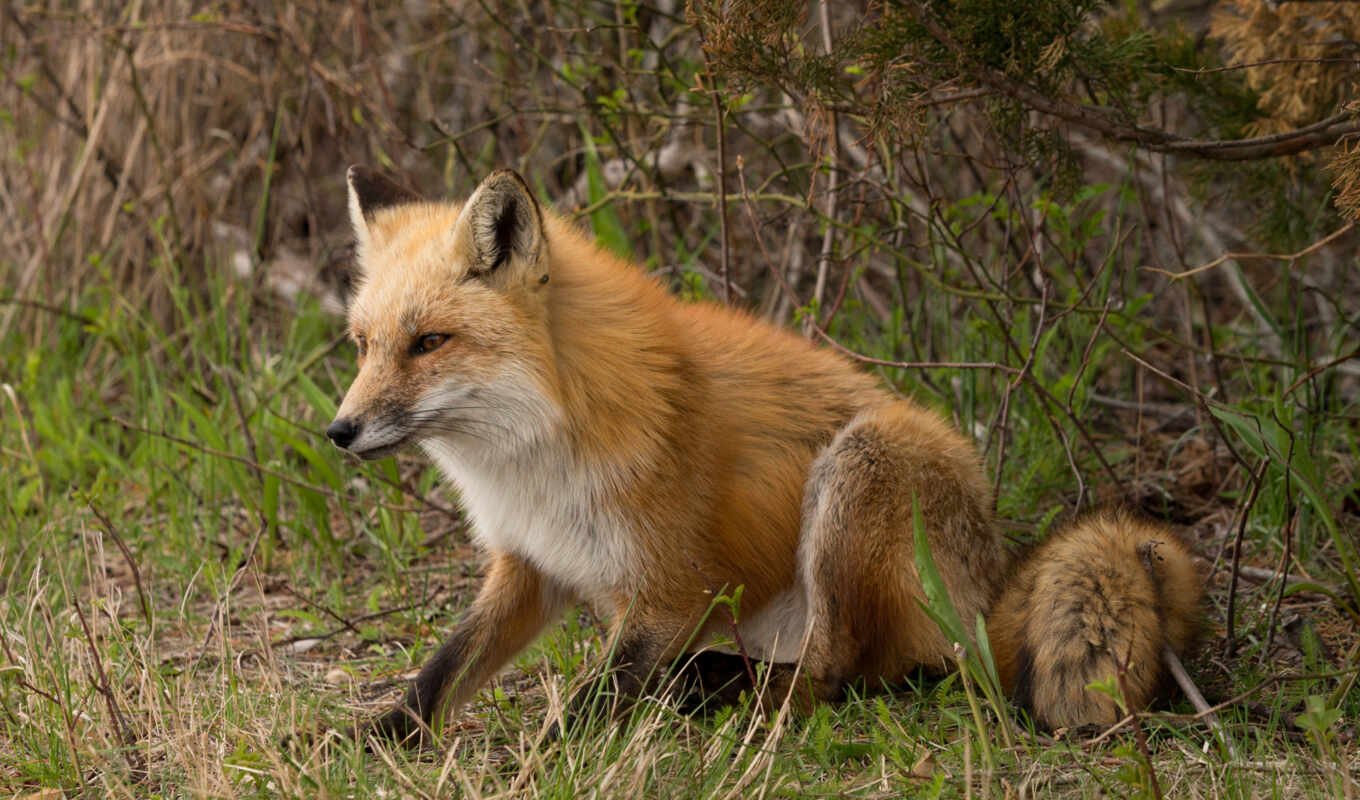 nature, picture, grass, photos, fox, foxes, tapety, zhivotnye