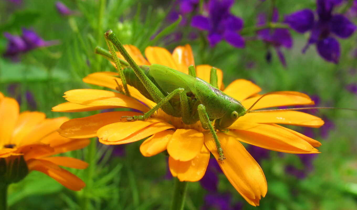 picture, green, the world, animals, grasshopper, insects, locust, grasshoppers, long - tailed