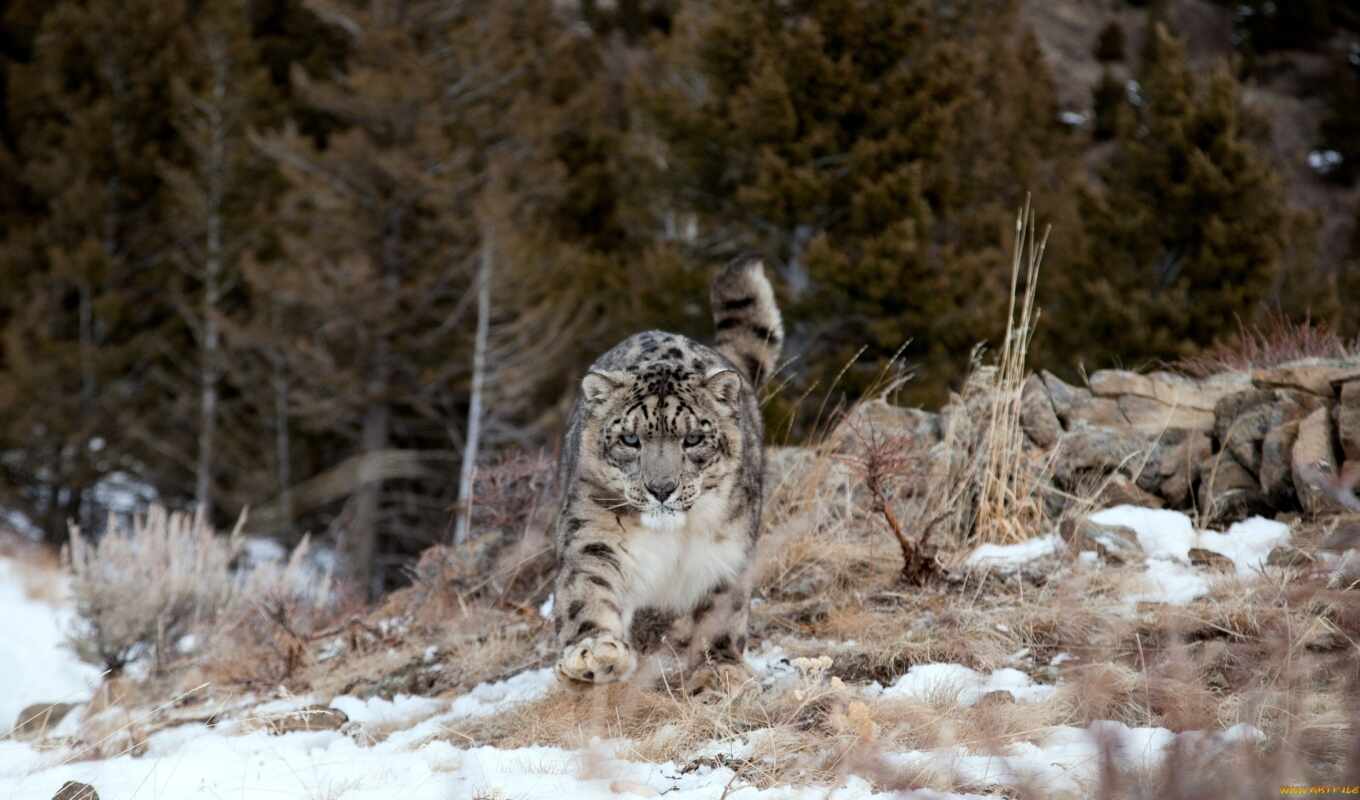 снег, леопард