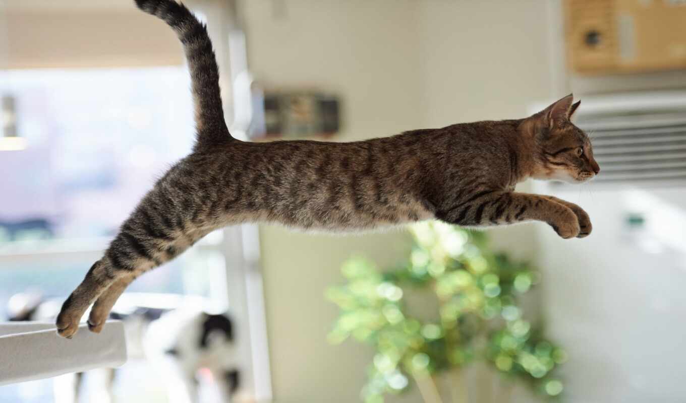 кот, интересно, прыжок, неудачный