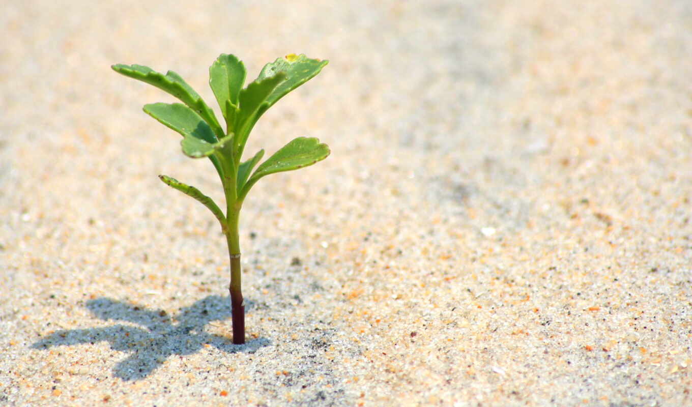 priroda, самый, песок, пляж, маленький, жизнь, растение, сквозь, makryi, rastka, probitsya