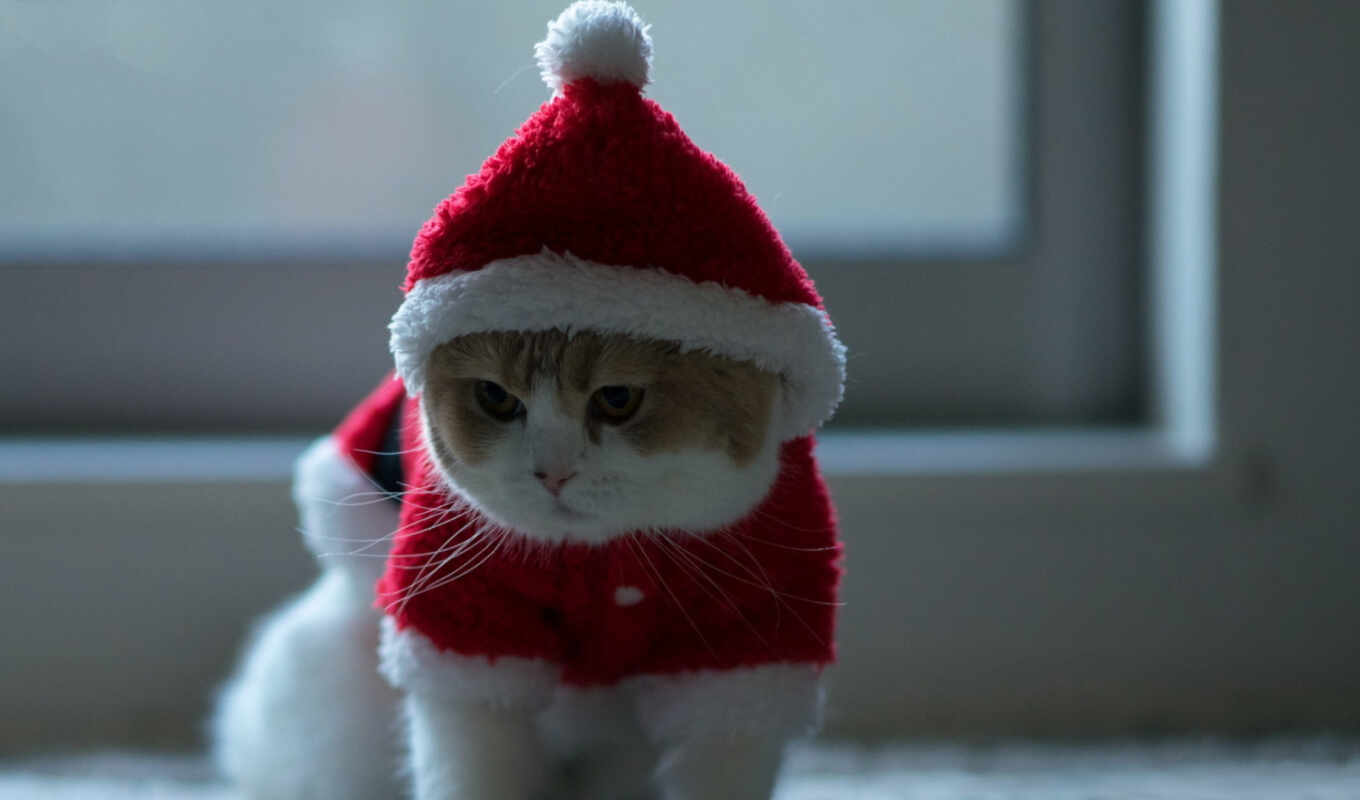 cat, santa, christmas, animal, clau