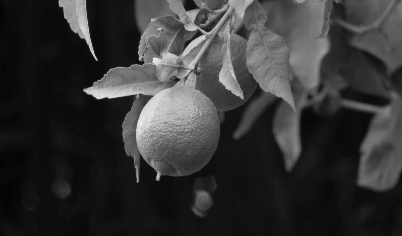 black, white, дерево, lemon, hanging