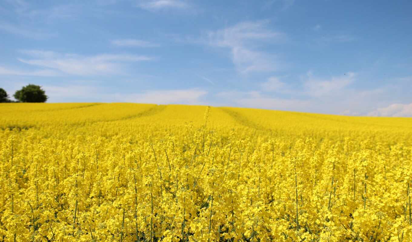 nature, desktop, field, photos, which, flickr, rapeseed