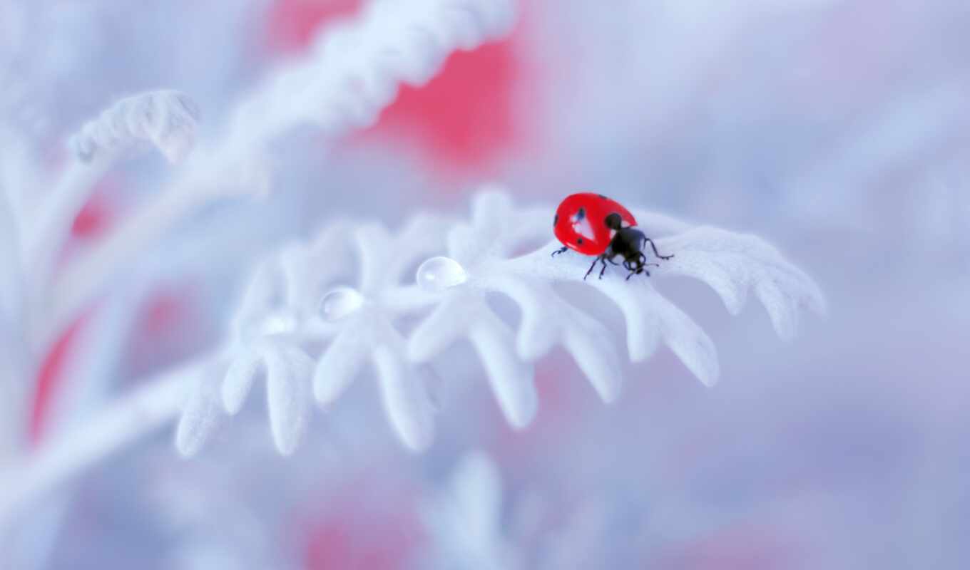 flowers, white, water, miss, plant, insect, god, cow, ladybug, froggi