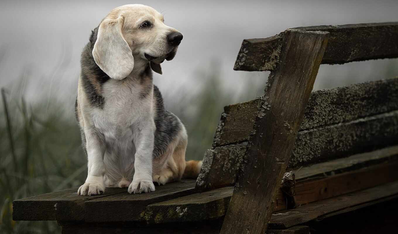category, photographer, profile, dog, subject matter, beagle, sit, bench, submit